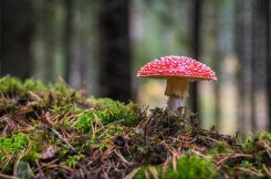mushroom-3051519_1920.jpg