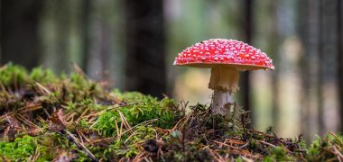 mushroom-3051519_1920.jpg