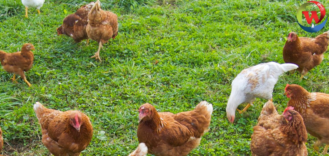 Geflügelbestände schützen - 1