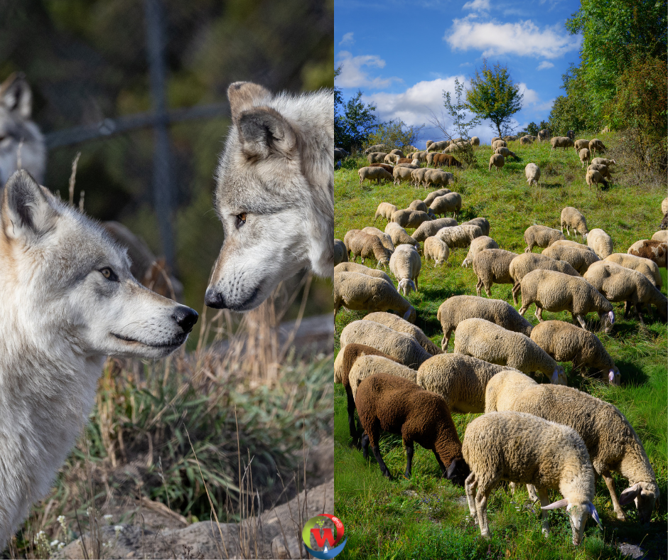 Herdenschutz & Wolfspopulation_PM - 1 Herdenschutz & Wolfspopulation_PM - 1