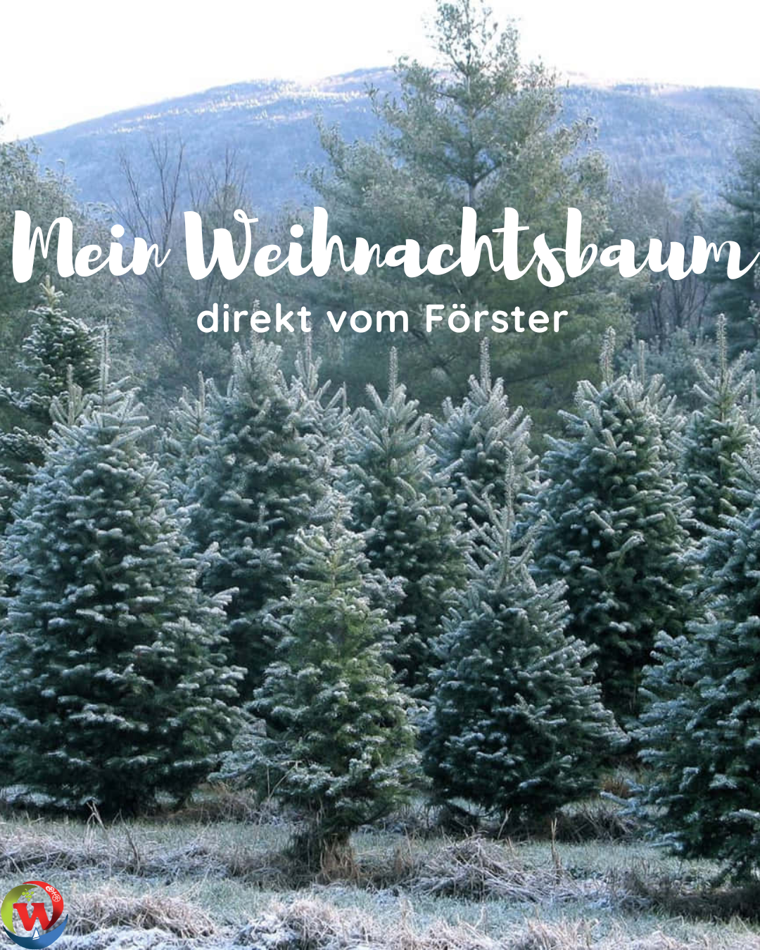 Weihnachtsbaum direkt vom Förster_Insta - 1
