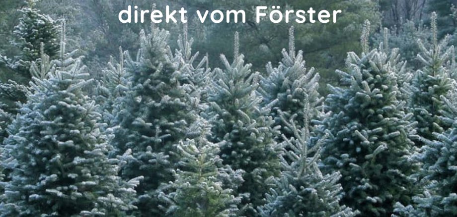 Weihnachtsbaum direkt vom Förster_Insta - 1