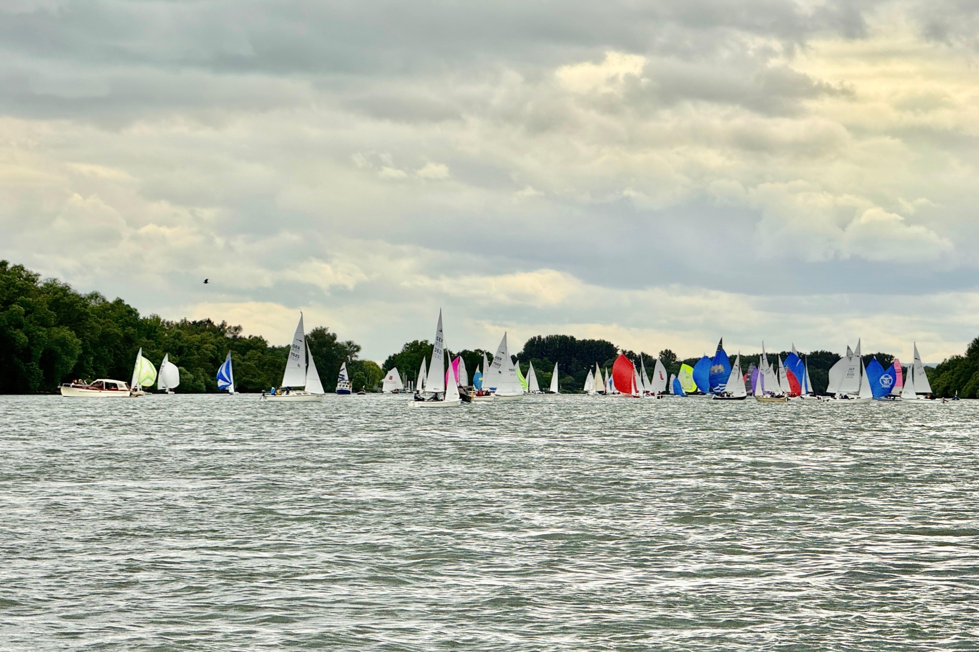 (Bild: 100 Segelboote vor Walluf auf dem Rhein, Foto SCR)
