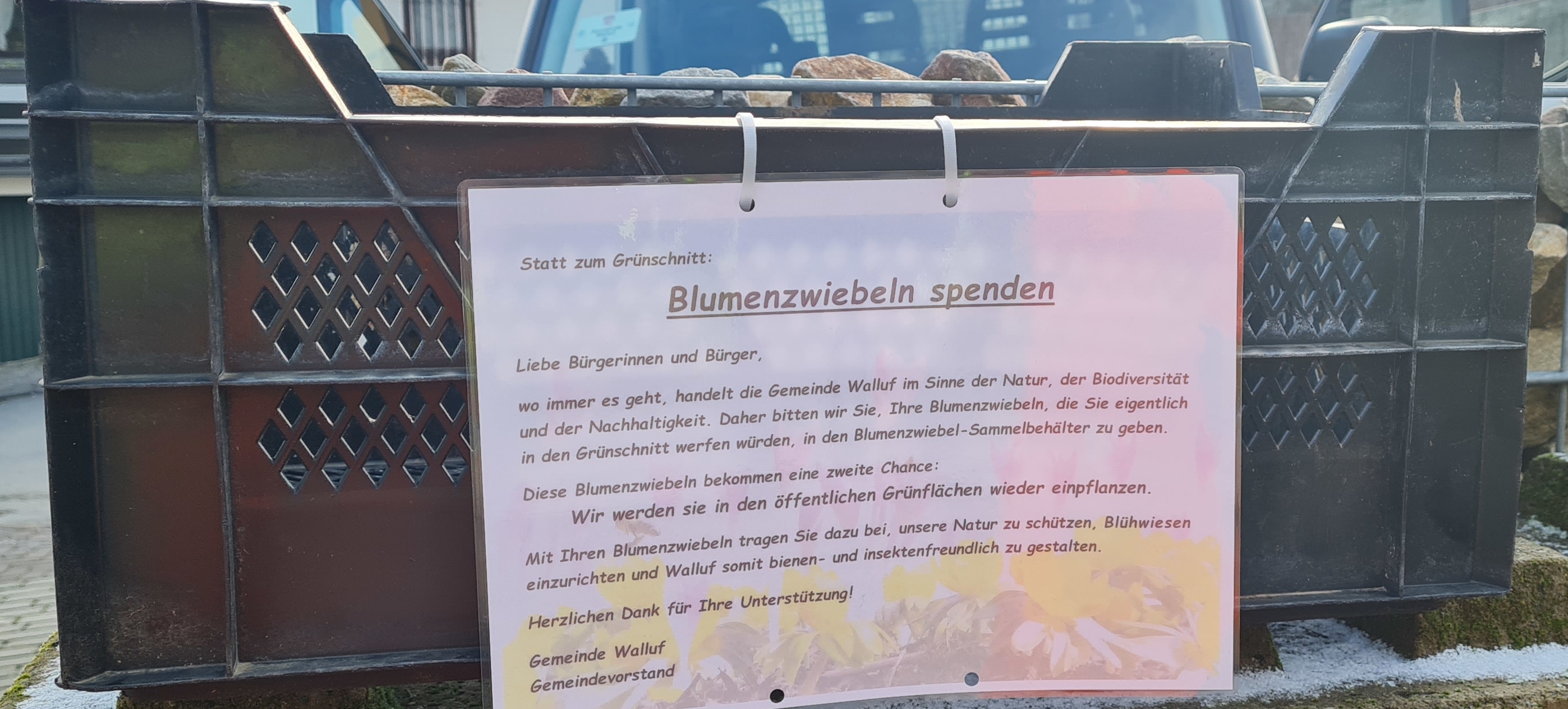 zweite Chance für Blumenzwiebeln
